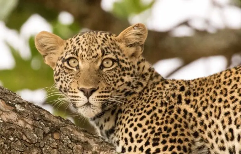 A Leopard rests in a tree in Serengeti National Park