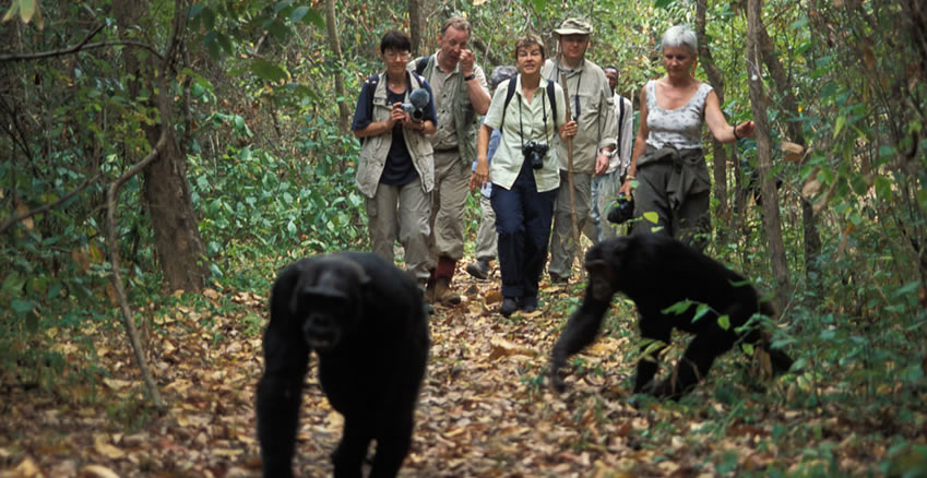 Uganda Primates Safari