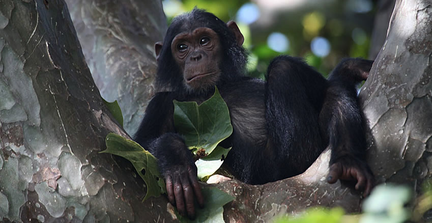 Chimpanzee tracking