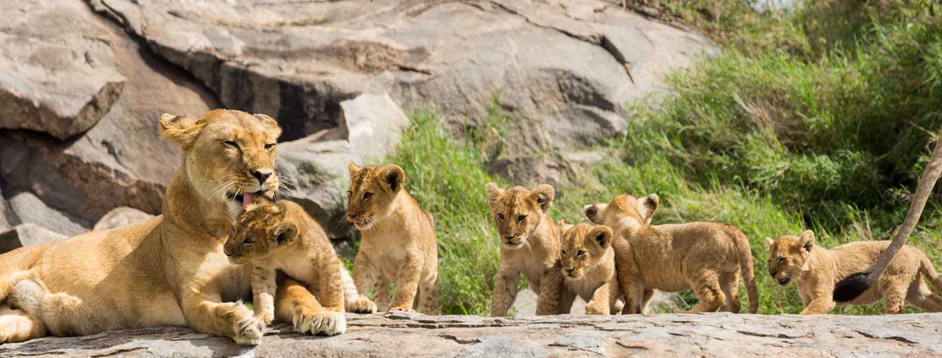 Tanzania Southern Circuit Safari