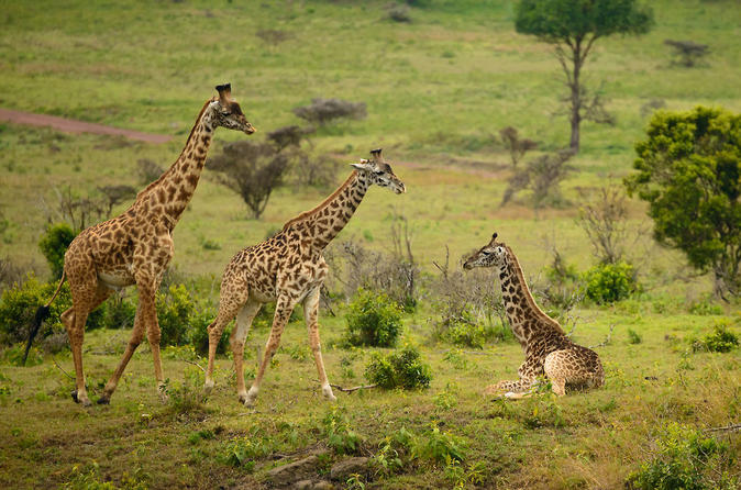 Masai Mara Nakuru Naivasha Safari Tour