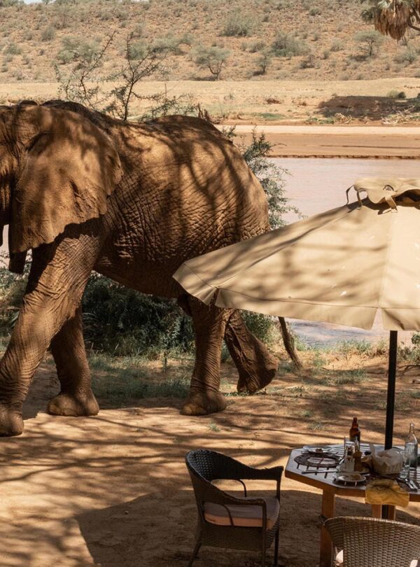 kenya safari